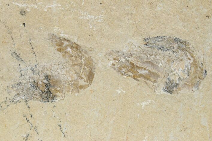 Two Cretaceous Fossil Shrimp - Lebanon #236028